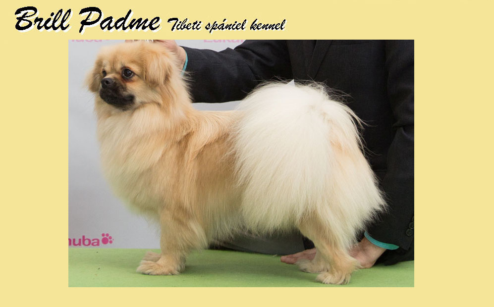 Brill Padme tibeti spániel kennel